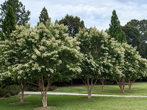 Climate Resilient Trees