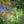 Planting Design with Nick Bailey