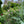 Spring Garden Tour - Hanham Court and Special Plants