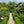 Spring Garden Tour - Hanham Court and Special Plants