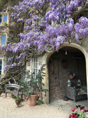 Spring Garden Tour - Hanham Court and Special Plants