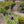 Summer Garden Tour - High Glanau Manor & Mounton House Gardens