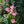 Garden Makers Day