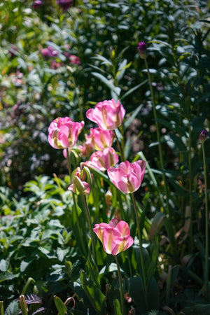 Garden Makers Day