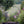 Summer Garden Tour - High Glanau Manor & Mounton House Gardens