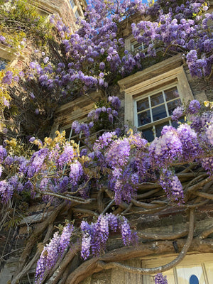 Spring Garden Tour - Hanham Court and Special Plants
