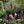 Spring Garden Tour - Hanham Court and Special Plants