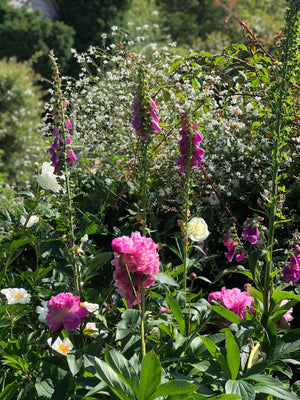 Spring Garden Tour - Hanham Court and Special Plants