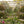 Summer Garden Tour - High Glanau Manor & Mounton House Gardens